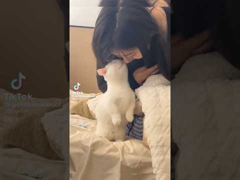 Credits to petsmeowwoof on #tiktok #notmine #youtubeshorts #shortsviral #catvideos #catvideos #cute