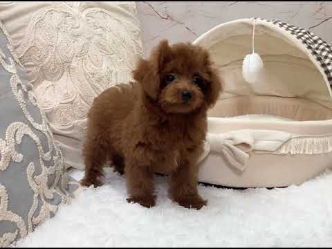 Toy Poodle - Lewis