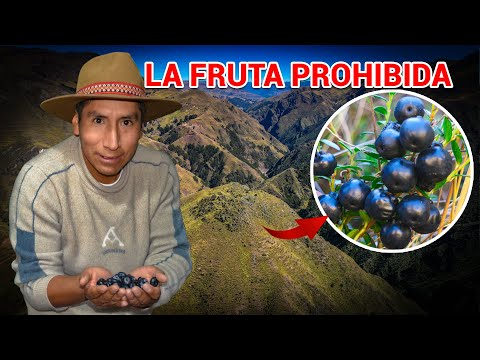 La Machamacha ¿fruta maldita de los Andes?