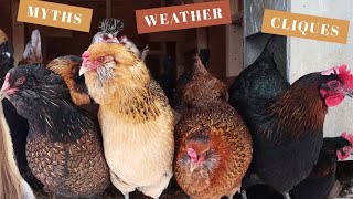 10 Things To Know BEFORE You Buy Backyard Chickens | Poultry Care For Beginners | Homesteading Tips