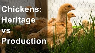 Chicken Breeds: Heritage vs Production