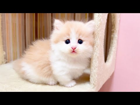 【マンチカンの子猫】子猫の飽和状態でギュウギュウになってる件 ～猫のいる生活Vol.1034～出産動画 マンチカン短足・ミヌエット・ペルシャ猫専門ブリーダー『ペット蔵人』【子猫の成長記録】