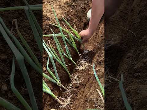 下仁田ネギの植え替え