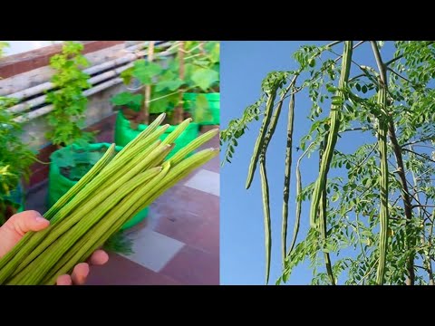 How To Grow Drumstick Plant (Sahjan/Moringa) At Terrace Garden