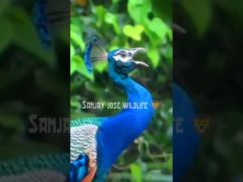 peacock call 🦚 peacock sound💤peacock calling sound 🔊मोर की आवाज़ #peacockcall #peacockvoice #peacock