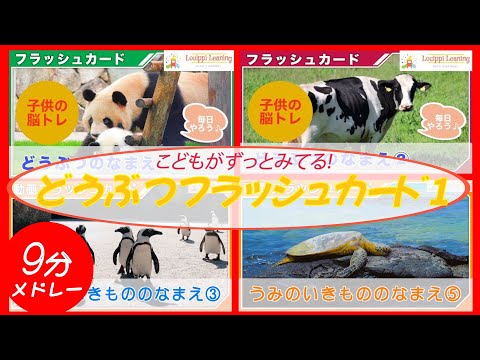 【JAPANESE】 Animal Flash Card for toddler and kids