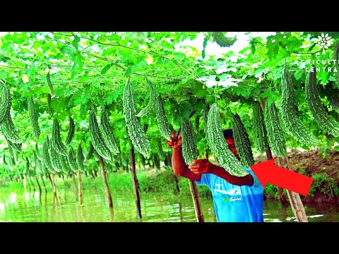 WOW! Awesome fruit and vegetable farming technique - Amazing harvest collection