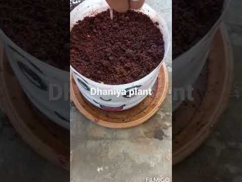 How to grow dhaniya/coriander plant  quickly.