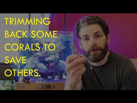 trimming back corals to save others