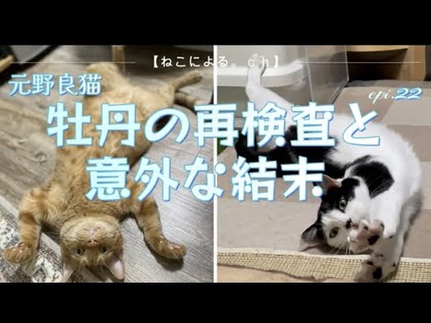 元野良猫　牡丹の再検査と意外な結末　epi.18　｜野良猫｜健康診断｜ルームメイト｜猫飼い初心者｜