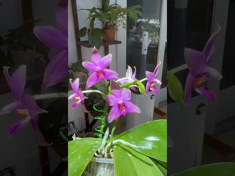 Phal. violacea  螢光蝴蝶蘭  香！￼