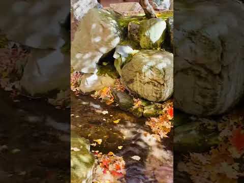 Fall Colors at Anderson Japanese Gardens, Rockford, IL (10/24/2023)