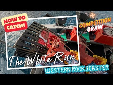 The White Run | Western Rock Lobster aka Crayfish | + competition draw! 🎁