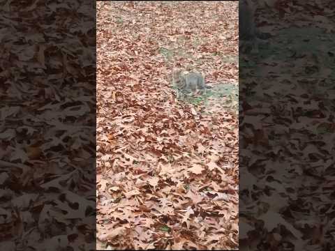 Watch This Cute Cat Leap Over a Fence