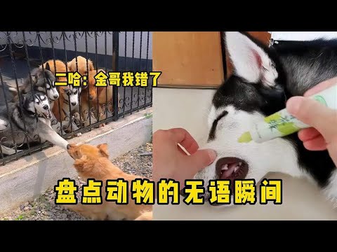 盘点那些动物的无语瞬间！