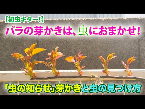 【初虫キター！】バラの芽かきは、虫におまかせ！無農薬「虫の知らせ」芽かき＆芽を食べる虫の見つけ方。