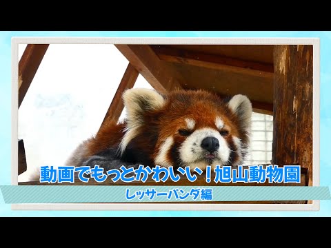 動画でかわいい！旭山動物園＜レッサーパンダ編＞