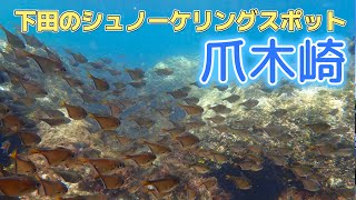 透明度高い爪木崎でシュノーケリング　ハタンポの魚群とソラスズメダイと泳ぐ　浅瀬の観察も楽しい　2024年7月27日3週連続の伊豆シュノーケリング