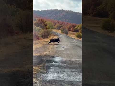 We Caught the Wild Boar on the Road! 🐗