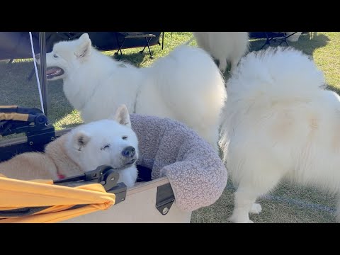 【神回】サモエド会に何食わぬ顔でしれっと参加する柴犬あいたん