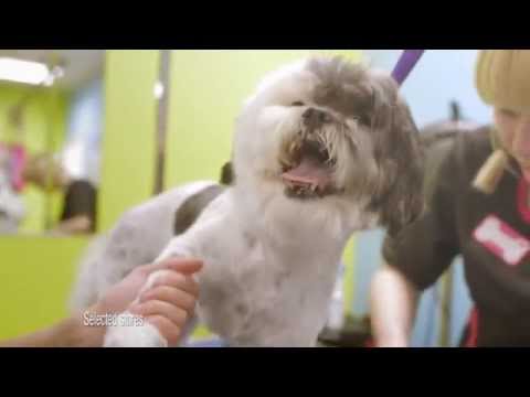 Pets at Home TV advert 2014 - Vets & Groomers #MyPetMoments