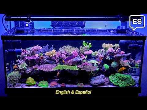 The Best Reef Tank in Mexico by Juan Gabriel Grajales