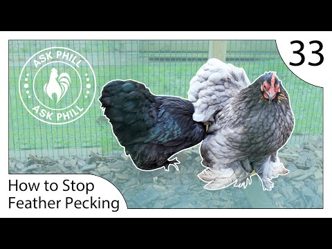 How to STOP Feather Pecking in Chickens - Ask Phill 33