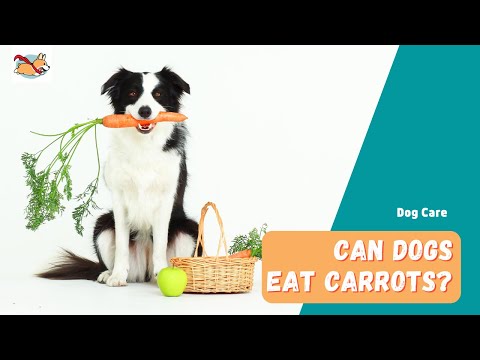 Can Dogs Eat Carrots? 5 Things You Should Know