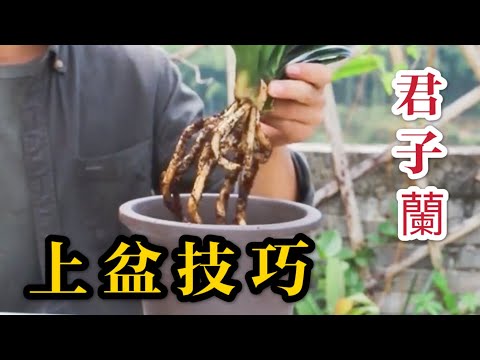 【天天小花農】已長大的君子蘭如何上盆？滿滿都是細節及技巧