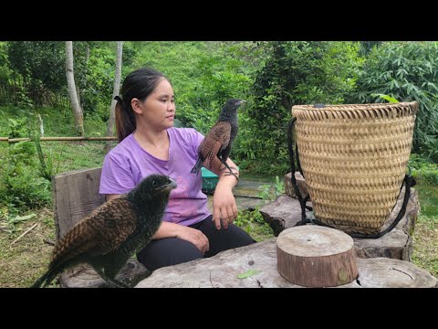 Rural life, living alone in a tent, making friends with chickens and birds