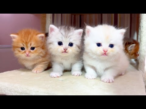 【マンチカンの子猫】子猫全員をお立ち台に乗せてみた件 ～猫のいる生活Vol.1048～出産動画 マンチカン短足・ミヌエット・ペルシャ猫専門ブリーダー『ペット蔵人』【子猫の成長記録】