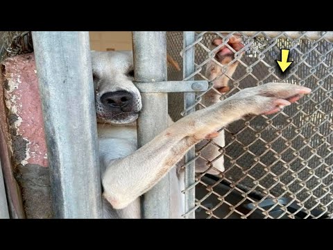 The dog extends his paw to everyone who passes by the shelter, hoping that