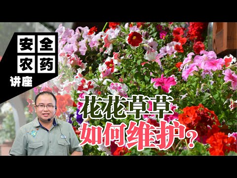 【Baba安全农药讲座】花花草草，如何维护？花草种植最常遇到害虫和病害的问题，不需要农药也能驱虫的方法！| 虫害有机防治