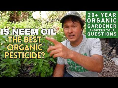 Is Neem Oil the Best Organic Pesticide? + Gardening Q&A Session