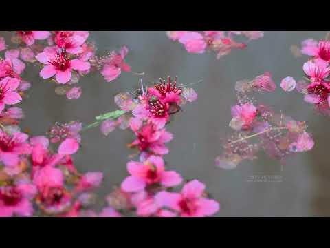 台湾 苗栗 協雲宮殿 桜(JEFF 4K video)Taiwan Miaoli Xieyun Palace Cherry Blossom#jeff0007