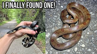 Summer E-Bike Herping in Georgia! Rare Mole Kingsnake and More!