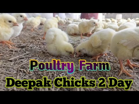 Second Day Chicks Managment | Chicks 2 day care in poultry farm | 2 Day #poultry #chicks #vlog