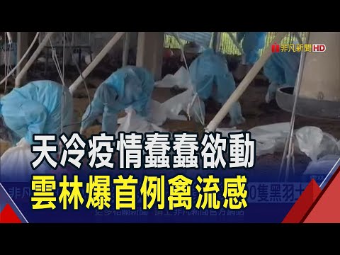 雲林入冬首例禽流感 撲殺逾5000隻黑羽土雞 東勢鄉土雞場爆禽流感 周遭55處禽場列監控｜非凡財經新聞｜20241224