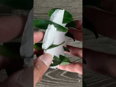 ZZ Plant leaf propagation.