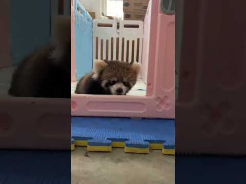 The baby will definitely be a funny and handsome red panda when he grows up. The cubs are cute p