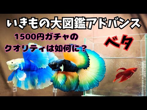 【いきもの大図鑑アドバンス】1500円ガチャのベタはどうよ？