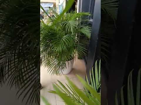 Vlog #1019  Palmera  Plants Are Considered As One Of The Lucky Plants / Indoor Or Outdoor Plant