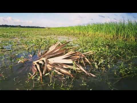 নদীর ধারে অনেক সুন্দর প্রাকৃতিক দৃশ্য