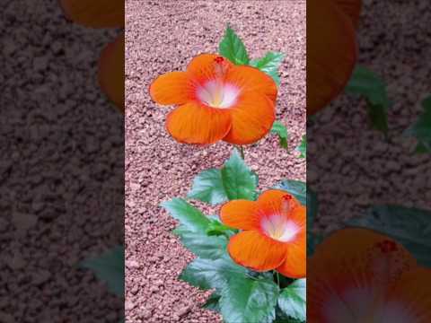 Hibiscus plant ചെറു തണ്ടു മതി# Kerala garden ideas #youtubeshorts #trendingshorts # shorts viral