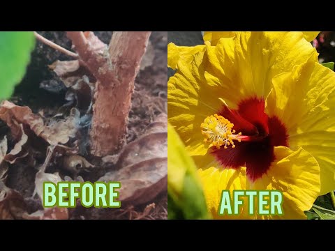 How to fix a broken stem of a plant | fixed hibiscus broken stem | #youtube #hibiscus |green meadows