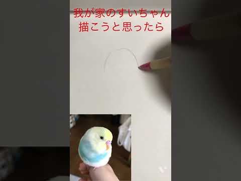 我が家のすいちゃん描こうと思ったら…www #shorts #セキセイインコ #budgie #かわいい #すいちゃん