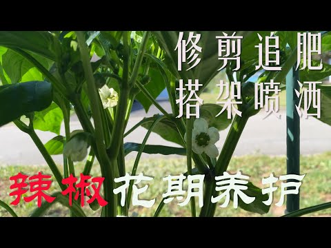 【渔耕笔记】种辣椒 |  辣椒青椒种植 花期如何修剪追肥搭架及养护