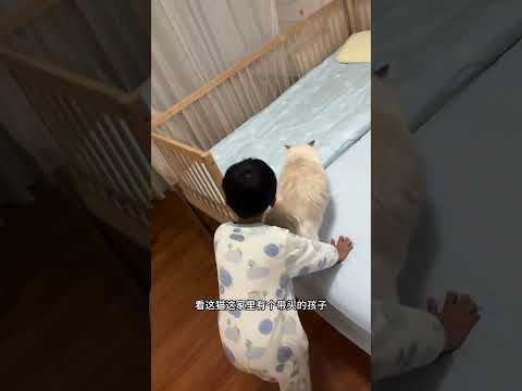 头一次感到猫咪对孩子造成了人身隐患… #萌娃和萌宠 #猫和孩子