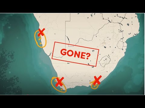 How Africa lost 99% of its Penguins