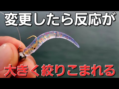 【アジング】鯵達も無視出来ない状況に。アジングデイの楽しみ方！亀が泳ぐ海でデイアジング